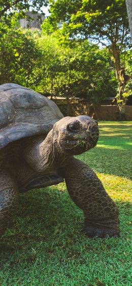 land turtle, reptile Wallpaper 1080x2340