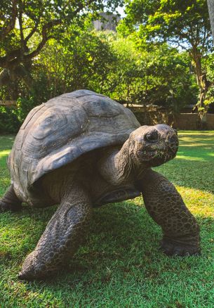 land turtle, reptile Wallpaper 1640x2360