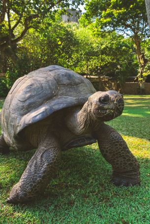 land turtle, reptile Wallpaper 640x960