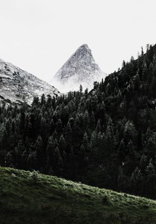 forest, mountains, grass Wallpaper 1668x2388