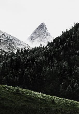 forest, mountains, grass Wallpaper 1640x2360