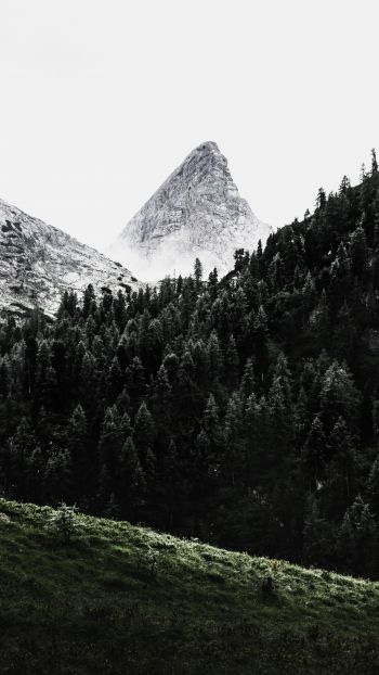 forest, mountains, grass Wallpaper 1080x1920