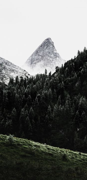 forest, mountains, grass Wallpaper 1080x2220