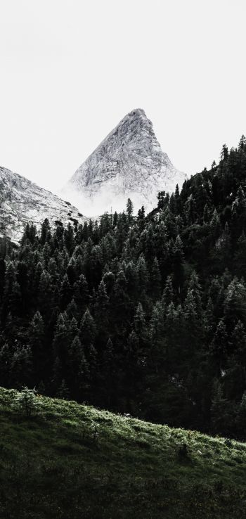 forest, mountains, grass Wallpaper 1080x2280