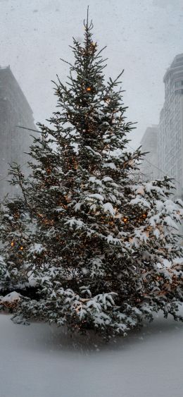 New York, USA, spruce Wallpaper 1080x2340