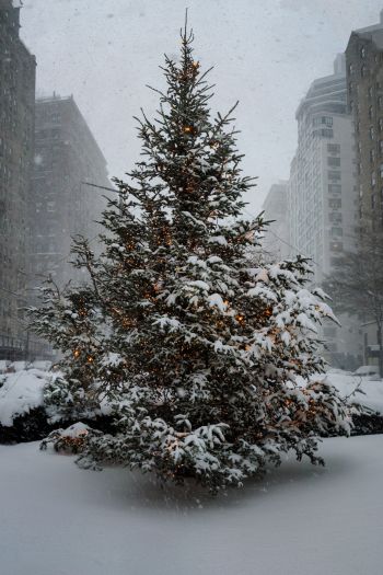 New York, USA, spruce Wallpaper 640x960