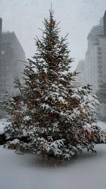 New York, USA, spruce Wallpaper 640x1136