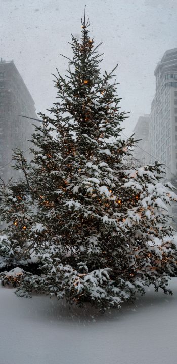 New York, USA, spruce Wallpaper 1440x2960