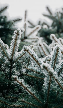 spruce, branches, snow Wallpaper 600x1024