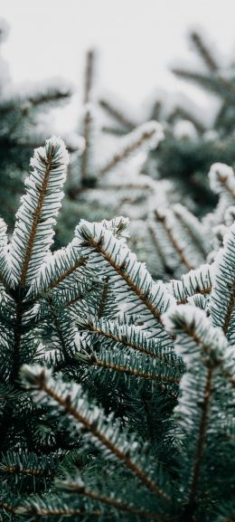spruce, branches, snow Wallpaper 1080x2400