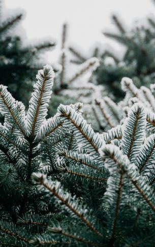 spruce, branches, snow Wallpaper 1752x2800