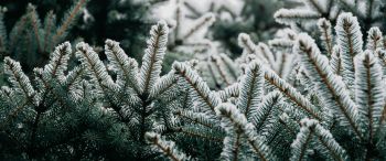 spruce, branches, snow Wallpaper 3440x1440