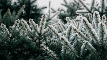 spruce, branches, snow Wallpaper 1280x720