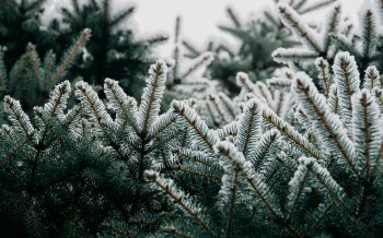 spruce, branches, snow Wallpaper 1920x1200