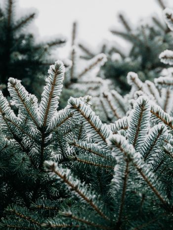 spruce, branches, snow Wallpaper 2048x2732