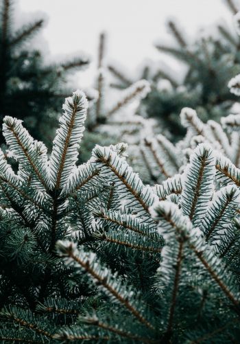 spruce, branches, snow Wallpaper 1668x2388