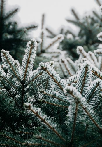 spruce, branches, snow Wallpaper 1640x2360