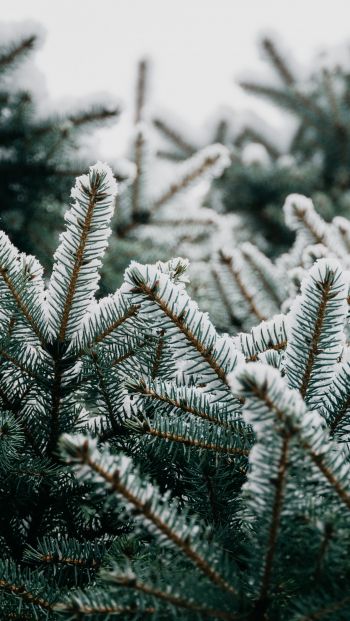 spruce, branches, snow Wallpaper 640x1136
