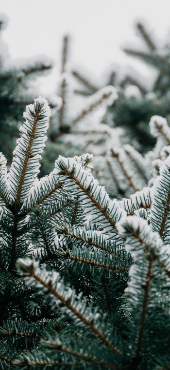 spruce, branches, snow Wallpaper 1080x2340