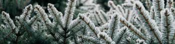 spruce, branches, snow Wallpaper 1590x400