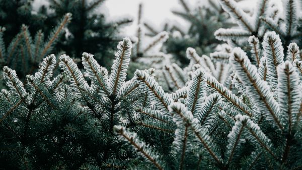 spruce, branches, snow Wallpaper 2560x1440