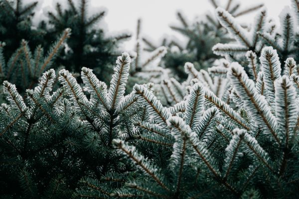 spruce, branches, snow Wallpaper 6000x4000