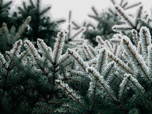 spruce, branches, snow Wallpaper 1024x768