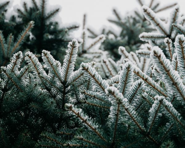 spruce, branches, snow Wallpaper 1280x1024