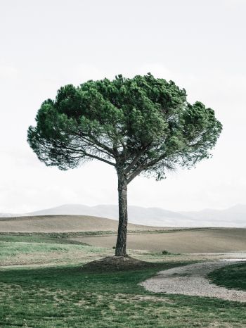 Обои 1536x2048 дерево, Тоскана, Италия
