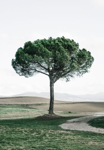 tree, Tuscany, Italy Wallpaper 1640x2360