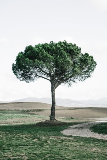 Обои 640x960 дерево, Тоскана, Италия
