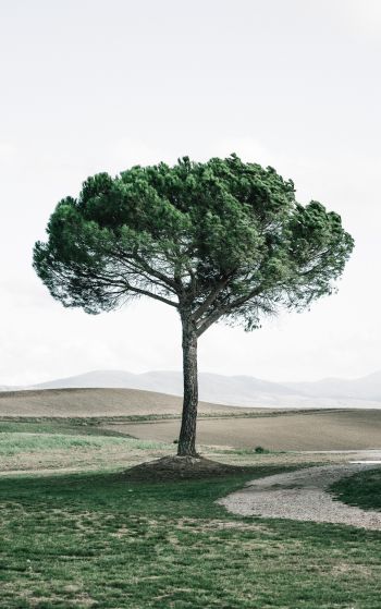 Обои 1752x2800 дерево, Тоскана, Италия