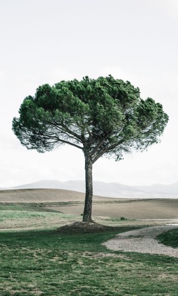 tree, Tuscany, Italy Wallpaper 1200x2000