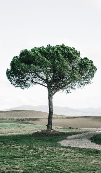 Обои 600x1024 дерево, Тоскана, Италия