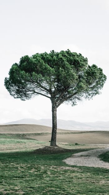Обои 640x1136 дерево, Тоскана, Италия