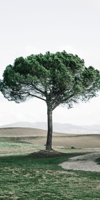 tree, Tuscany, Italy Wallpaper 720x1440