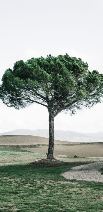 tree, Tuscany, Italy Wallpaper 1080x2220