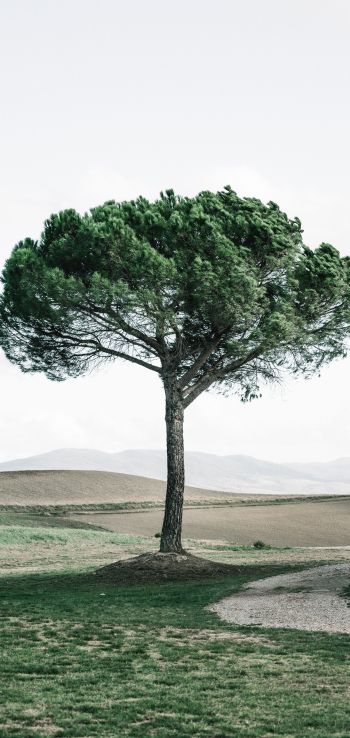 tree, Tuscany, Italy Wallpaper 1080x2280