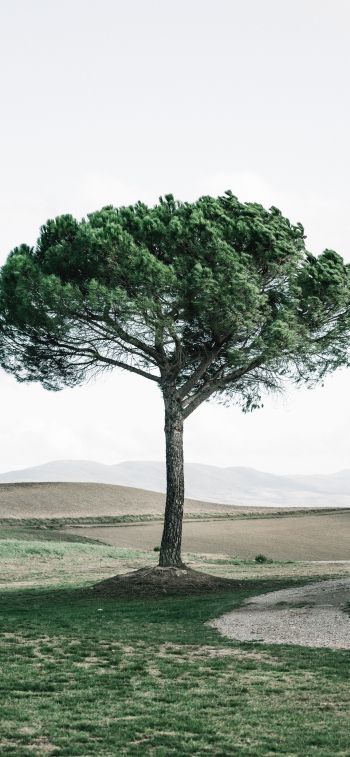tree, Tuscany, Italy Wallpaper 1125x2436