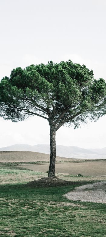 tree, Tuscany, Italy Wallpaper 1440x3200