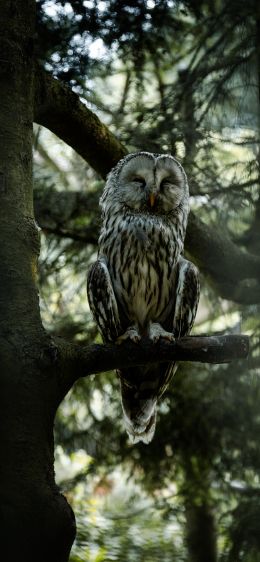 owl, wildlife Wallpaper 1125x2436