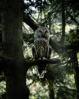 owl, wildlife Wallpaper 4000x5000