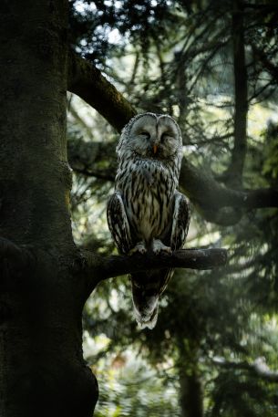 owl, wildlife Wallpaper 640x960