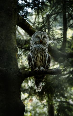 owl, wildlife Wallpaper 1752x2800