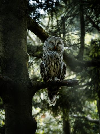 owl, wildlife Wallpaper 1668x2224