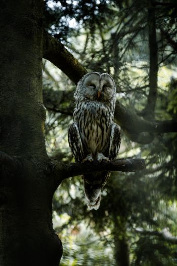 owl, wildlife Wallpaper 640x960