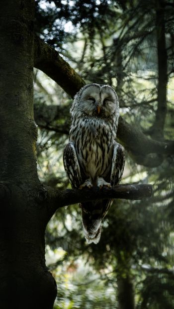 owl, wildlife Wallpaper 640x1136