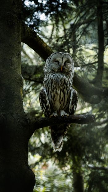 owl, wildlife Wallpaper 1440x2560