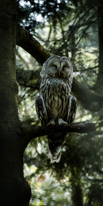 owl, wildlife Wallpaper 720x1440