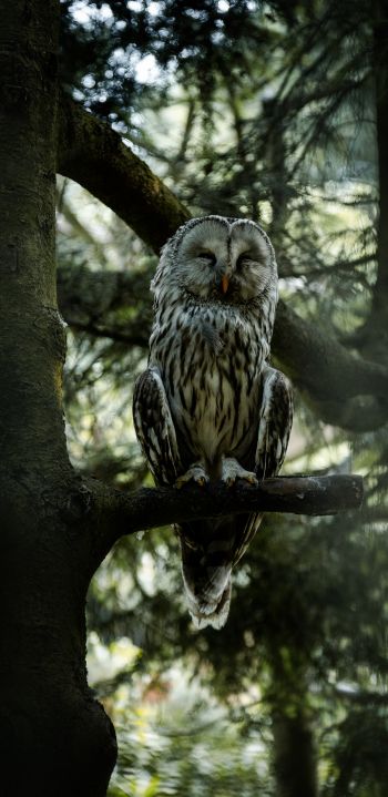 owl, wildlife Wallpaper 1440x2960
